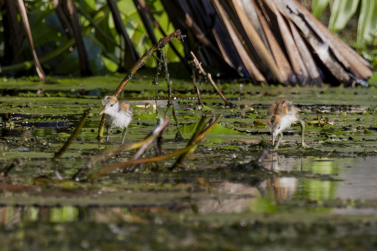Comb-crested Jacana - ML645377173