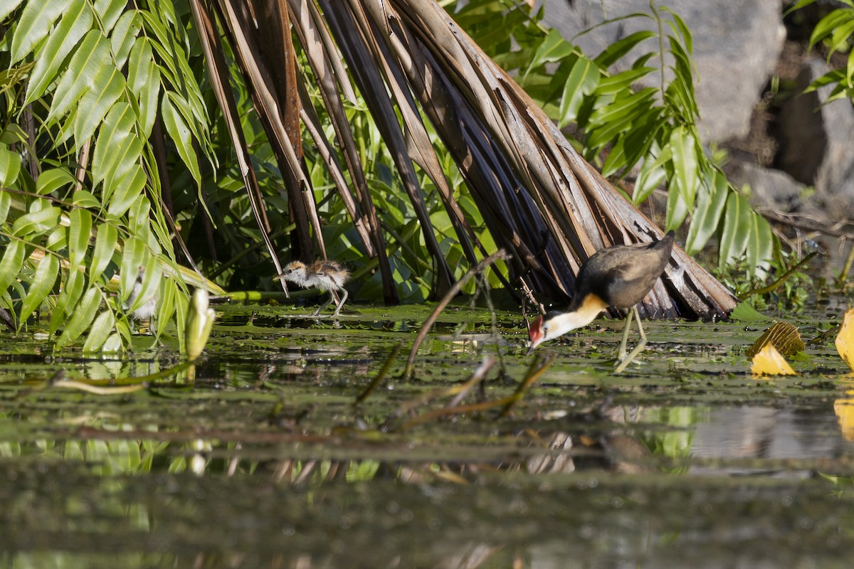 Comb-crested Jacana - ML645377174