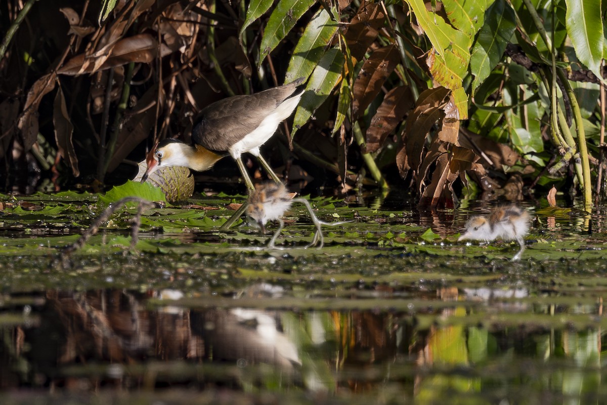 Comb-crested Jacana - ML645377175