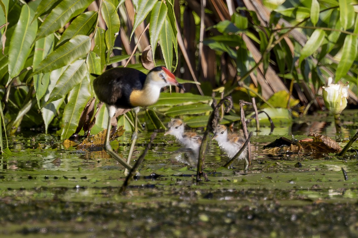 Comb-crested Jacana - ML645377176
