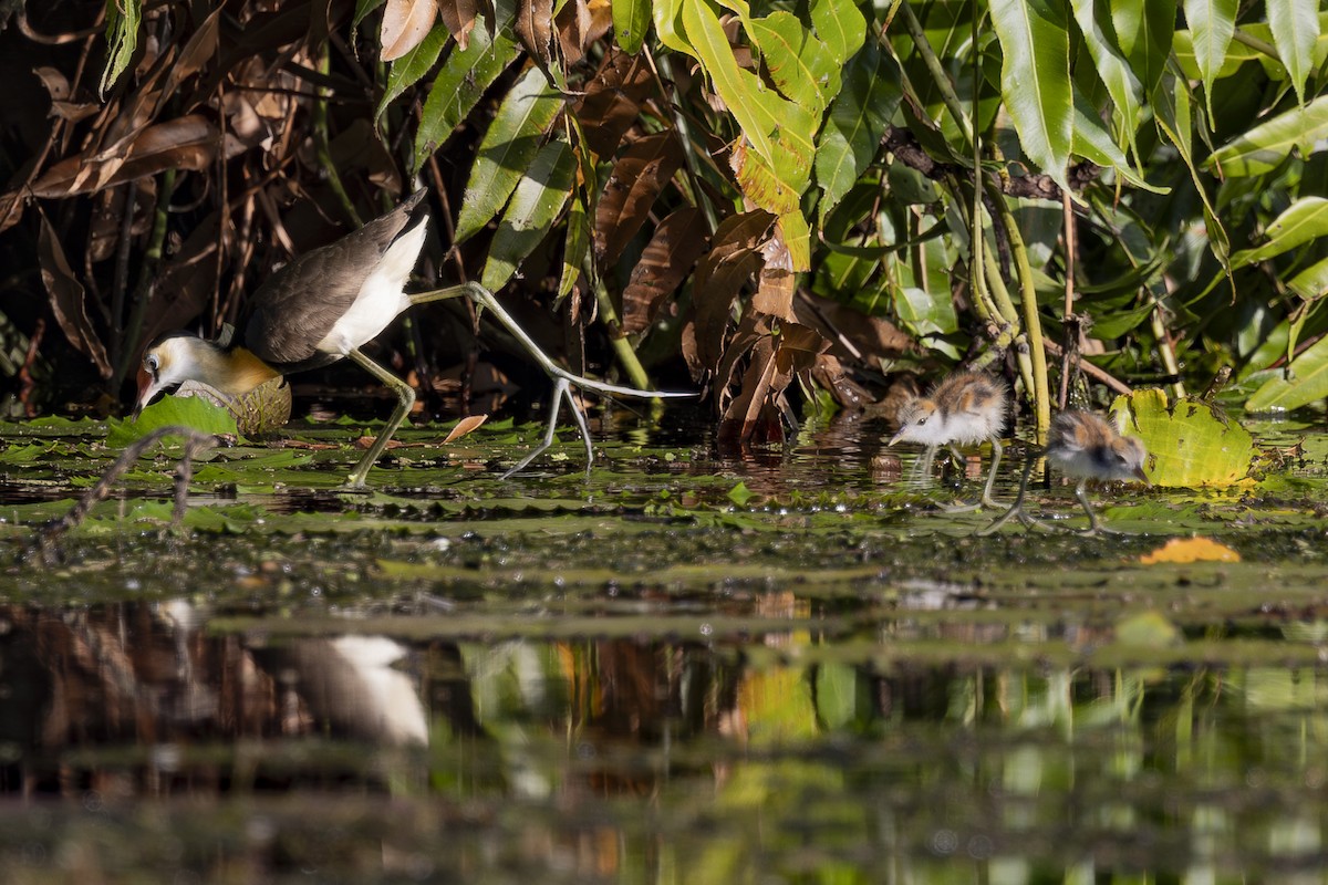Comb-crested Jacana - ML645377177