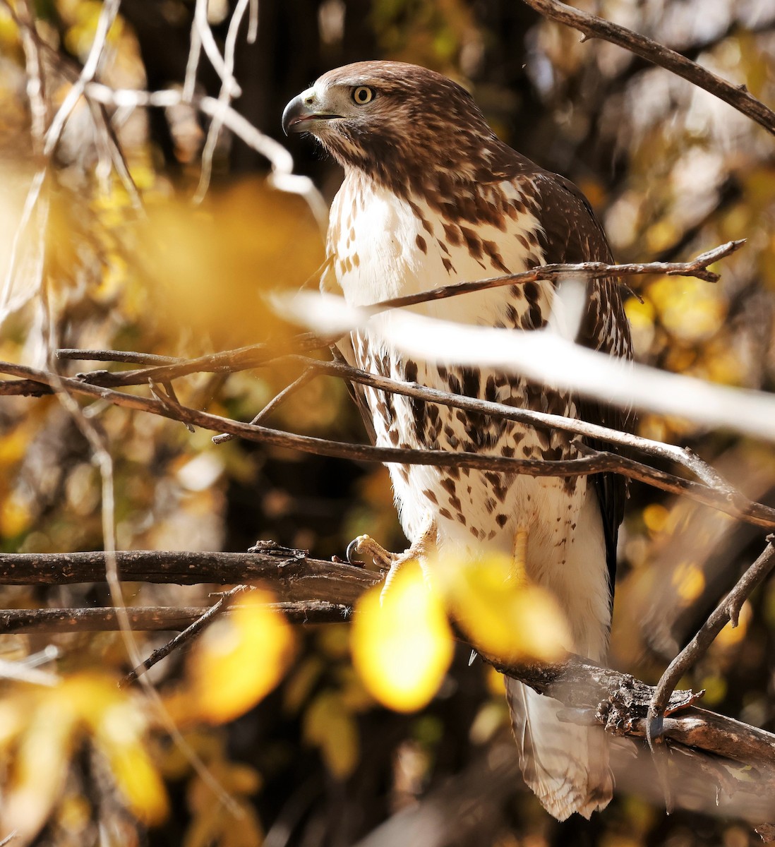 Red-tailed Hawk - ML645377178