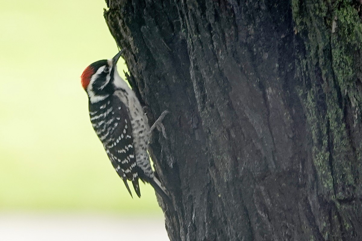 Nuttall's Woodpecker - ML645377179