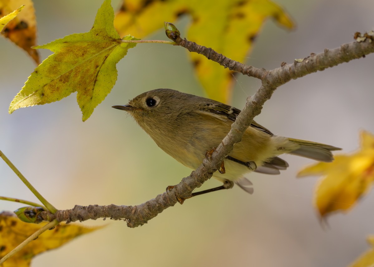 Золотомушка рубіновочуба - ML645377188