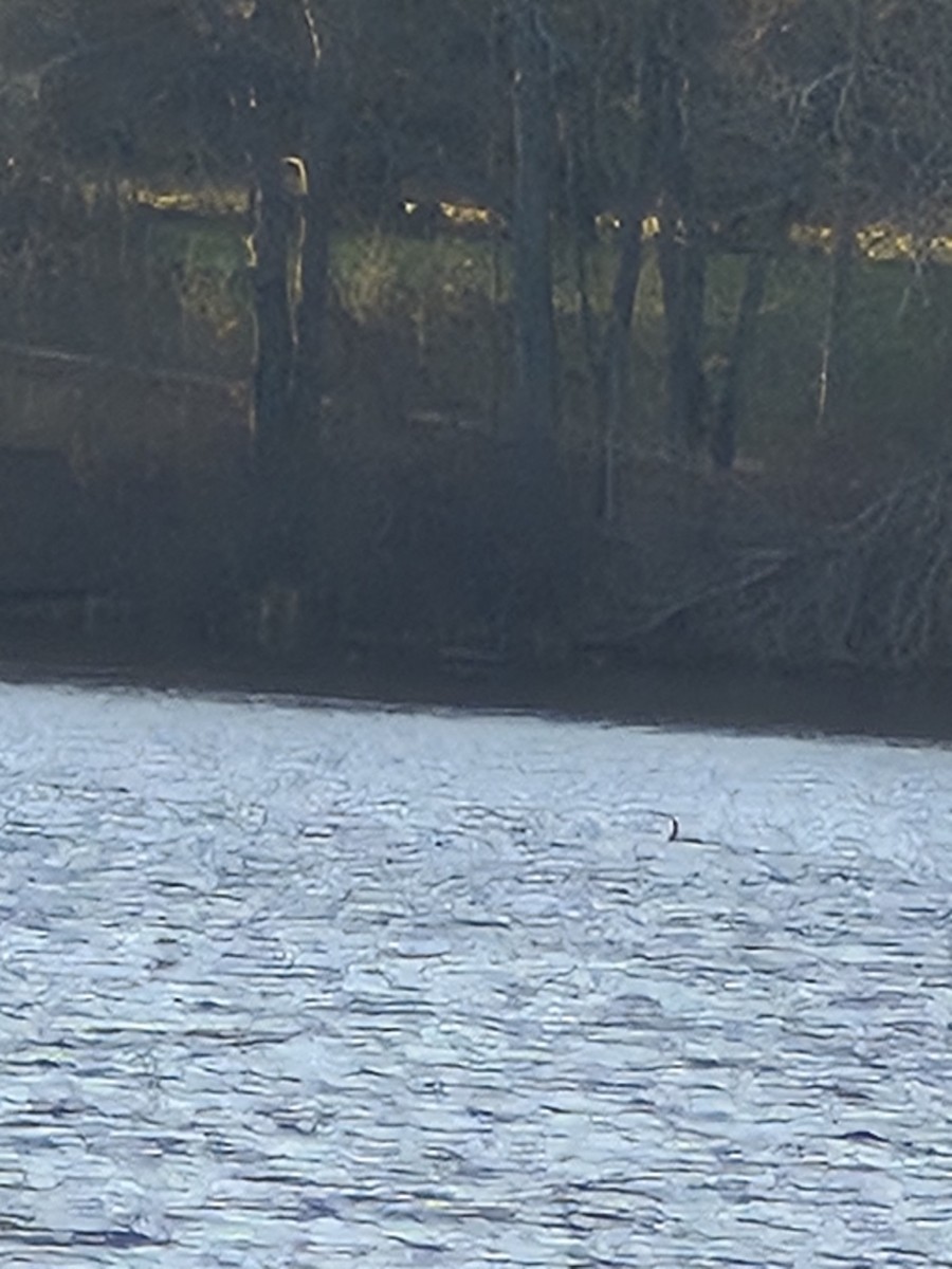 Double-crested Cormorant - ML645377192