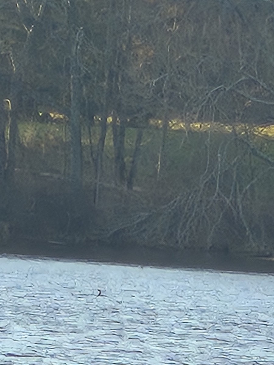 Double-crested Cormorant - ML645377193