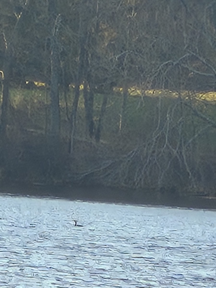 Double-crested Cormorant - ML645377194