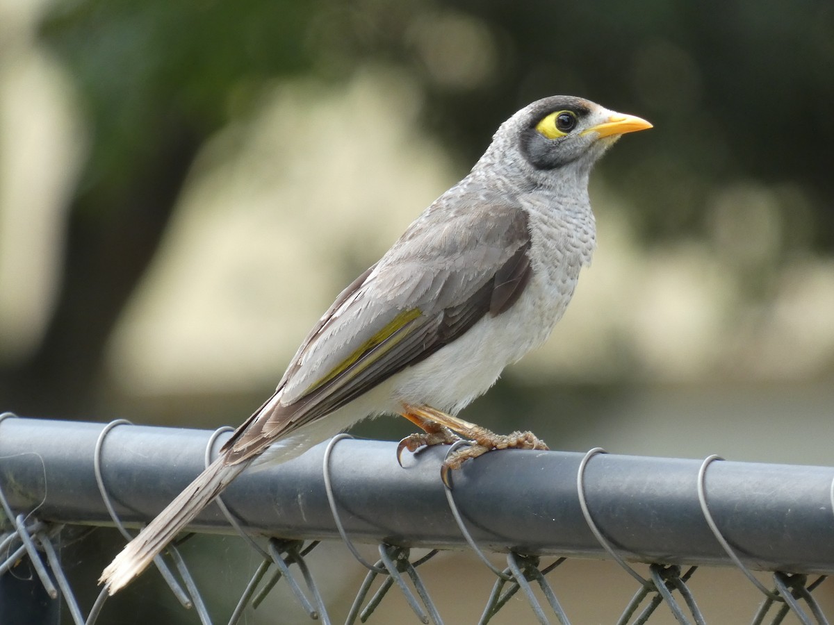 Noisy Miner - ML645377201