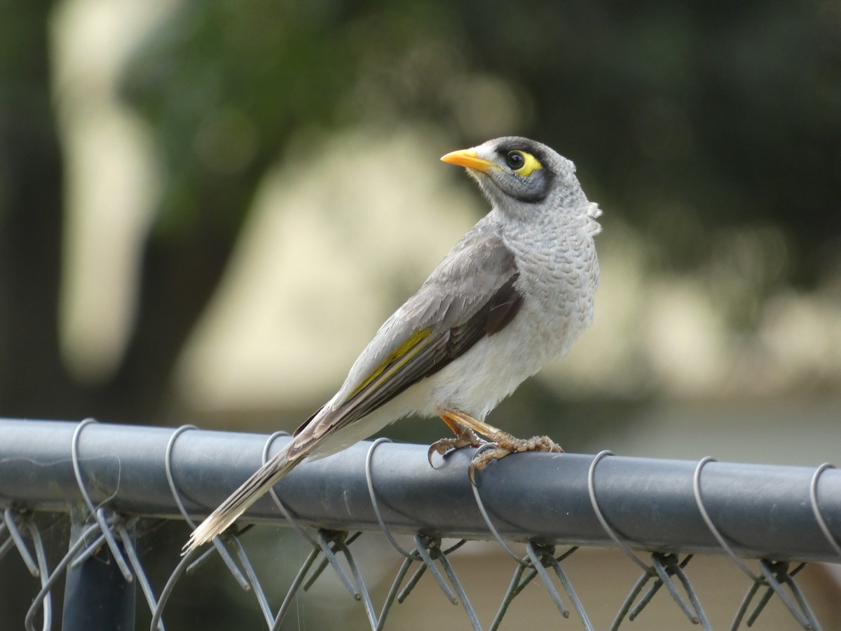 Noisy Miner - ML645377210