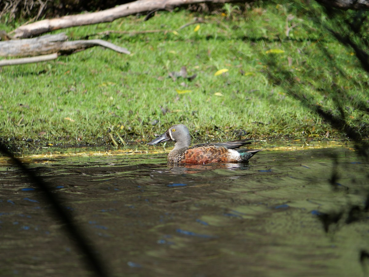 Canard bridé - ML645377225