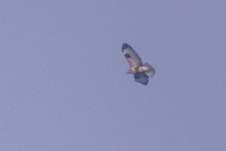 Канюк гімалайський - ML645377234