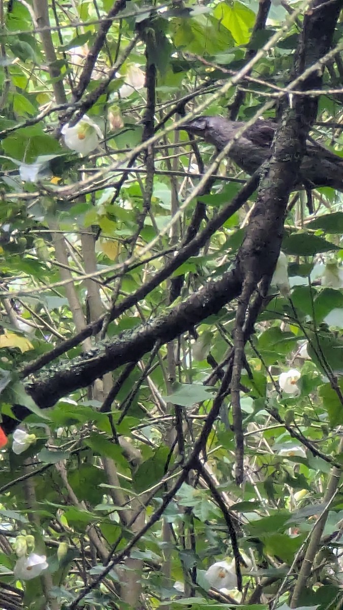 Red Wattlebird - ML645377239