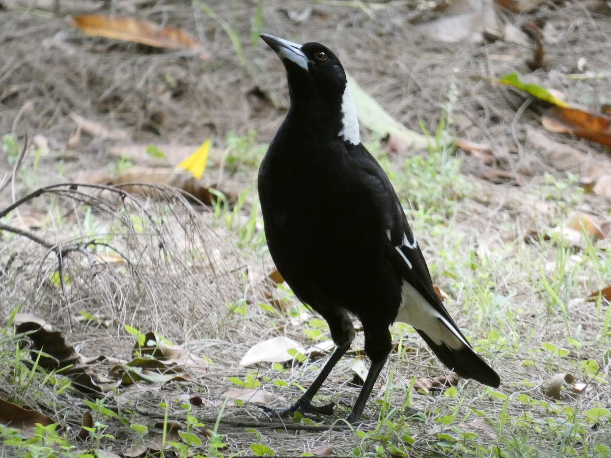 Australian Magpie - ML645377246