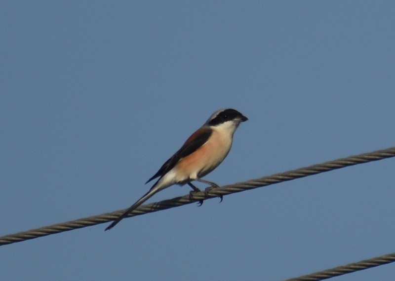 Bay-backed Shrike - ML645377258