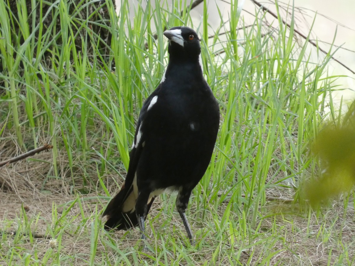 Australian Magpie - ML645377266