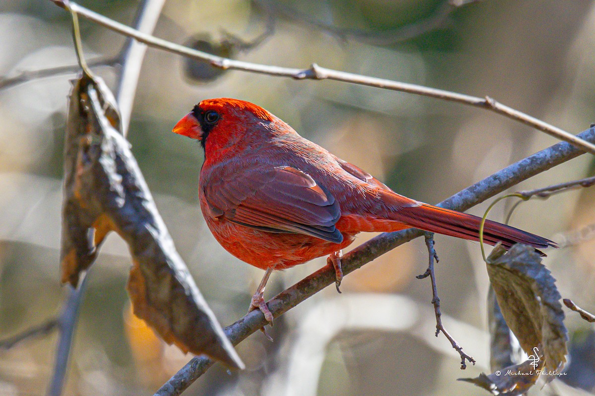 Northern Cardinal - ML645377279