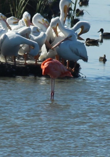 Flamenco Rojo - ML645377284