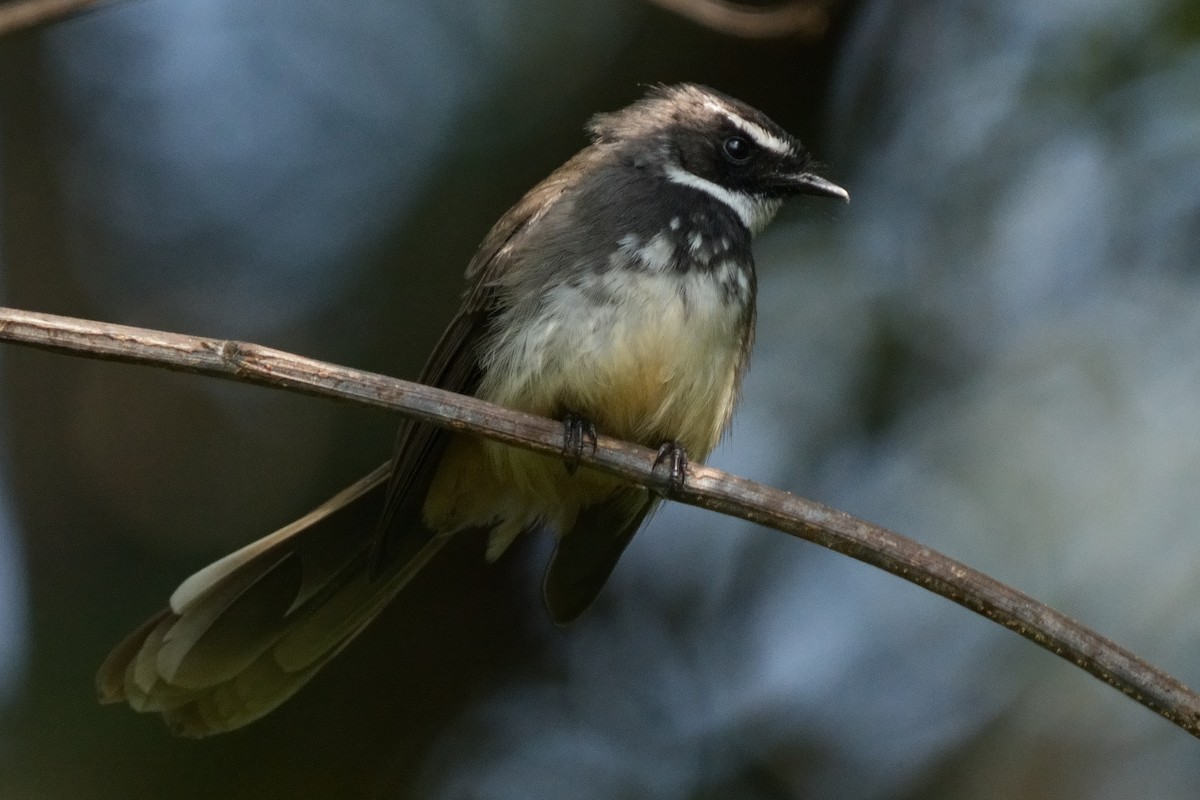 ムナボシオウギビタキ - ML645377293