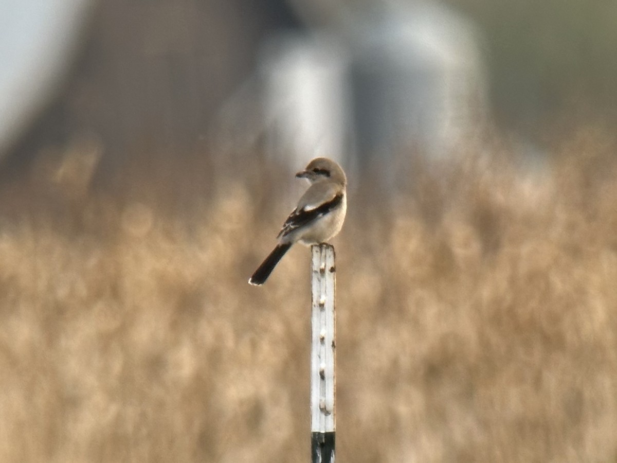 Сорокопуд північний - ML645377299