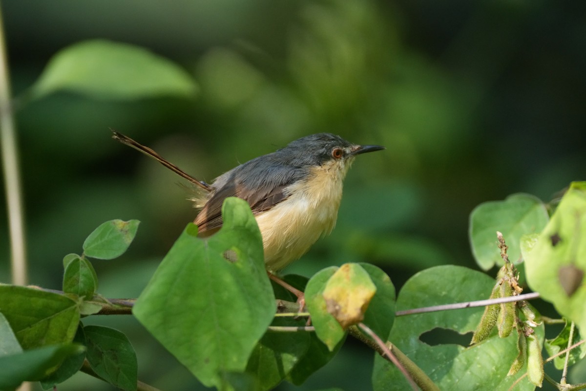 シロハラハウチワドリ - ML645377300