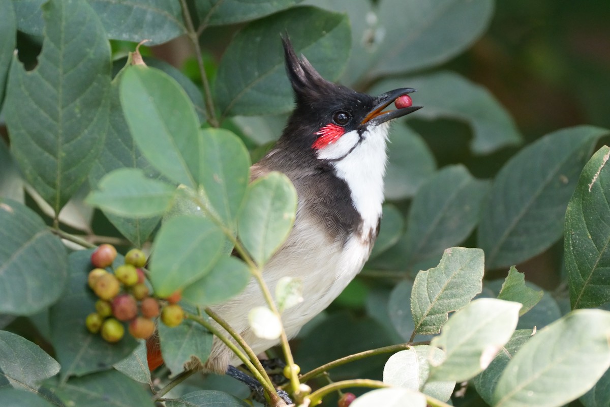 コウラウン - ML645377302