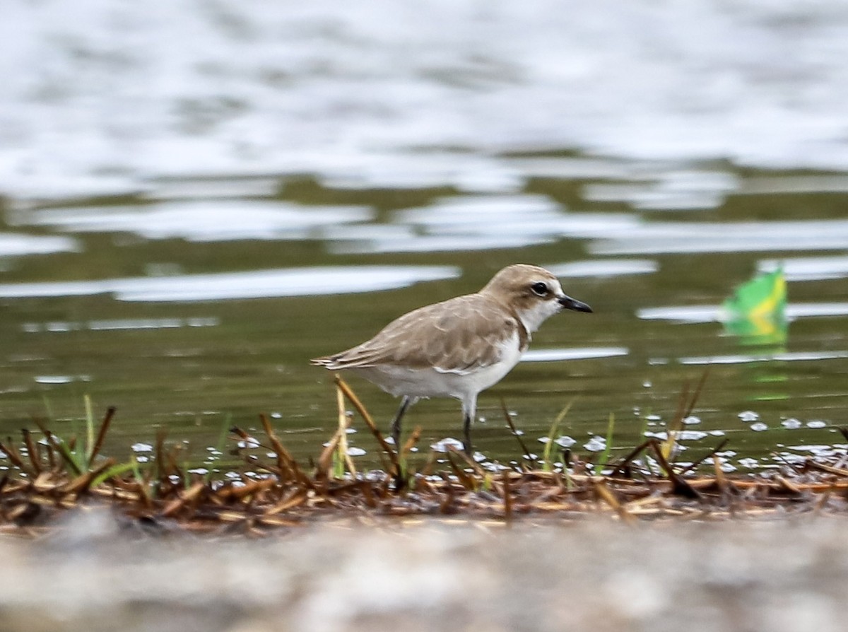 kulík jávský - ML645377308