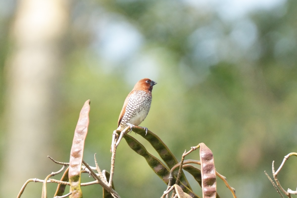 シマキンパラ - ML645377310