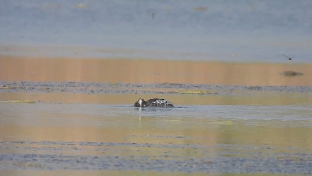 Txilinporta lepabeltza - ML645377337