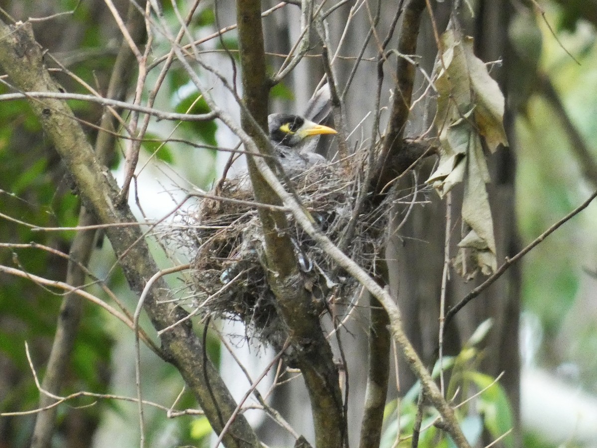 Noisy Miner - ML645377346