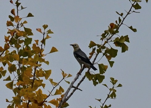 Red-billed Starling - ML645377357