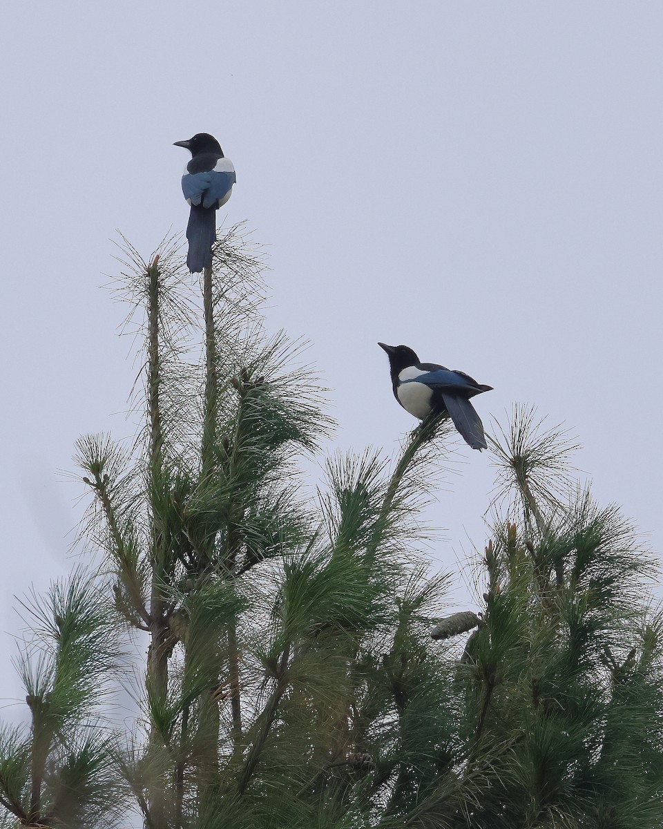 ヒマラヤカササギ - ML645377362