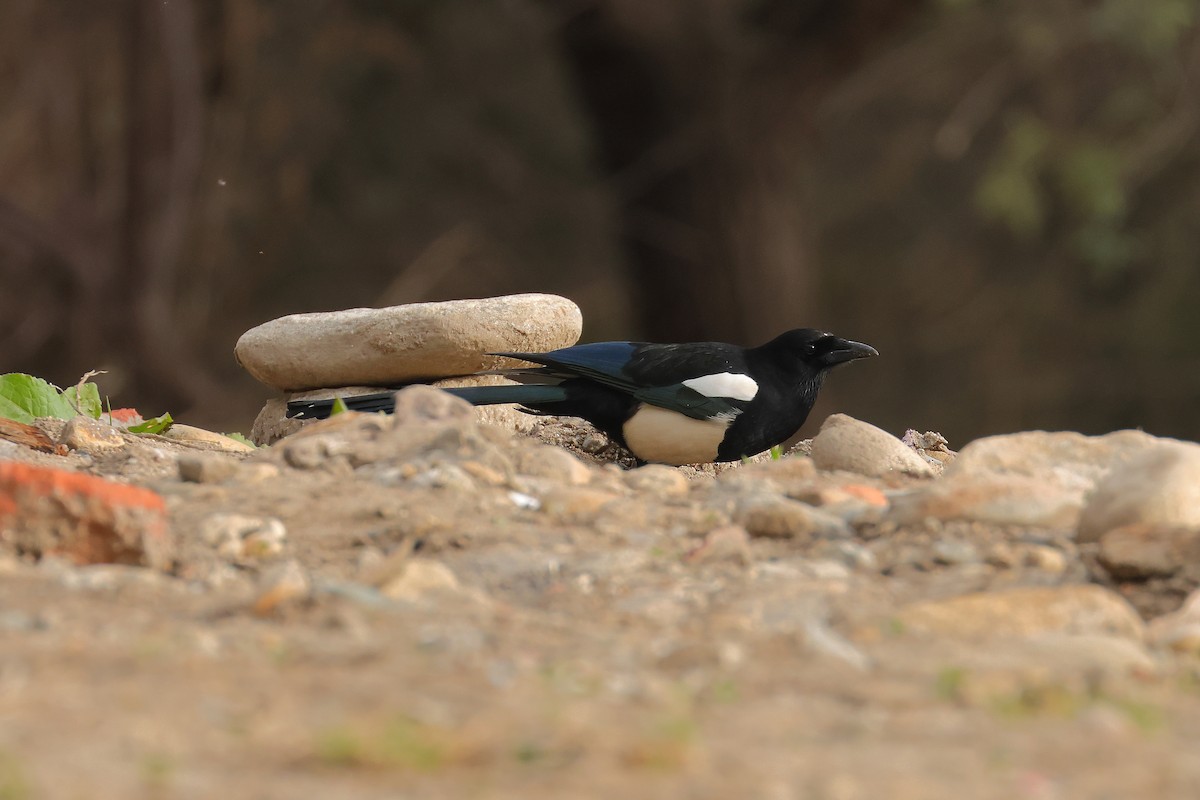 ヒマラヤカササギ - ML645377363