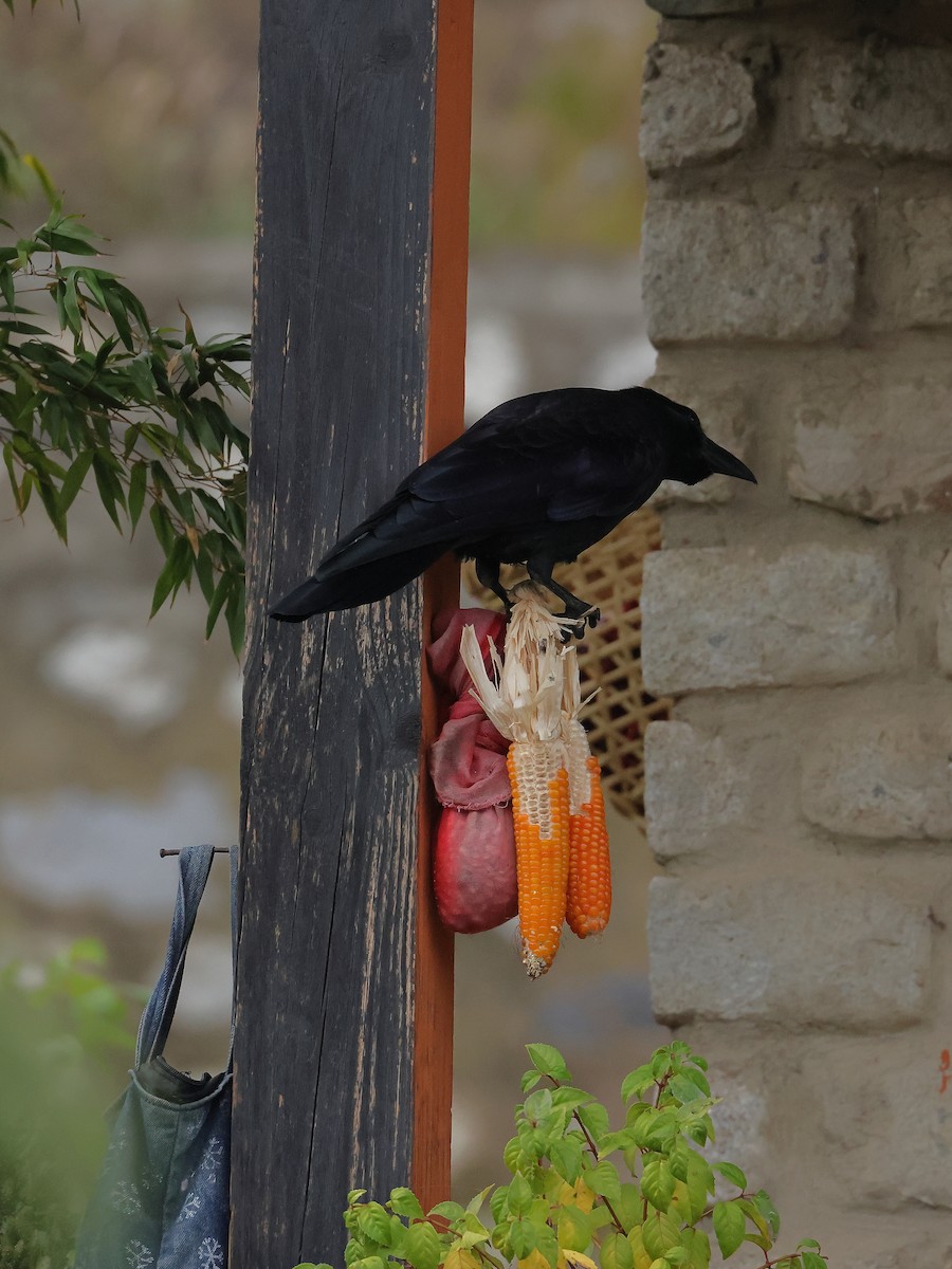 Large-billed Crow - ML645377365