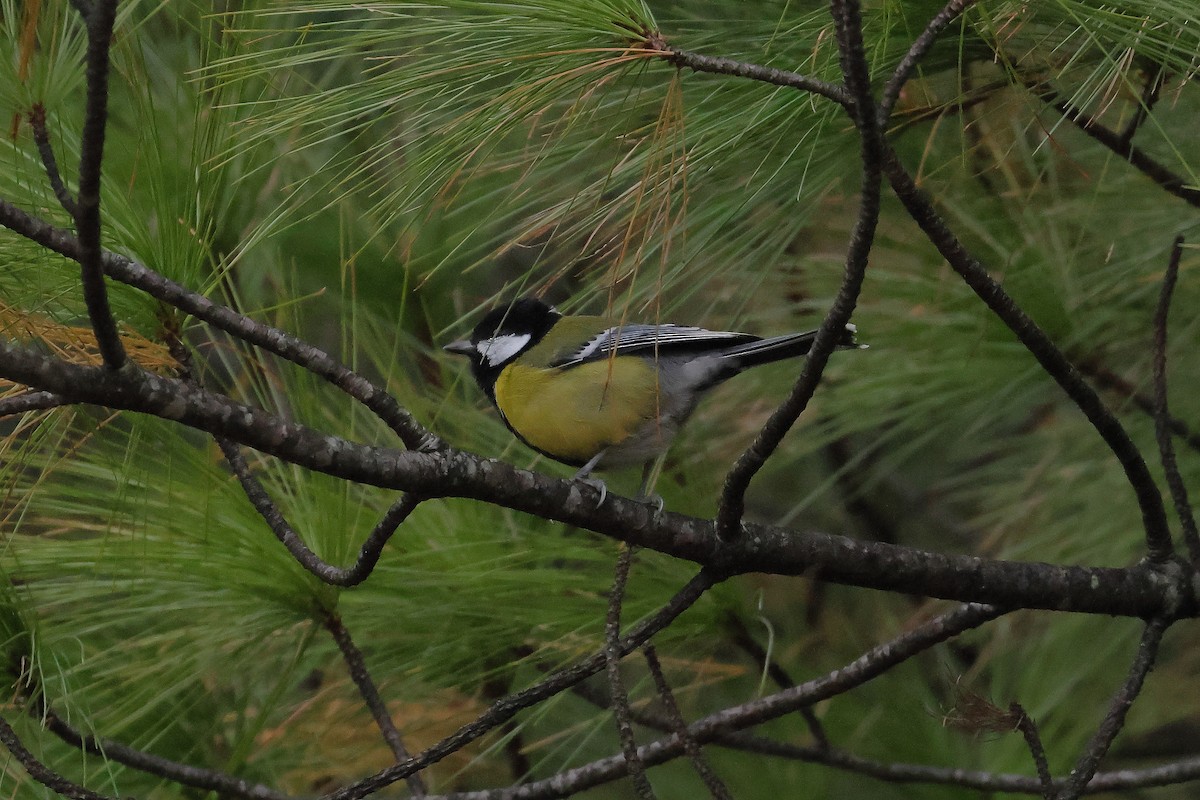 Bergkohlmeise - ML645377379