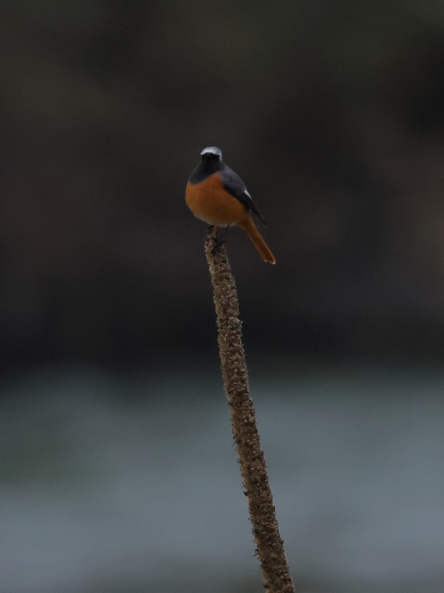Hodgson's Redstart - ML645377388