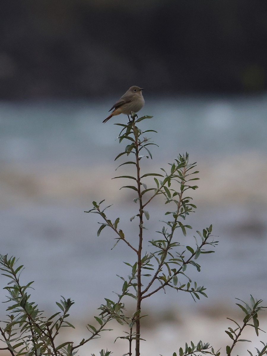 Hodgson's Redstart - ML645377389
