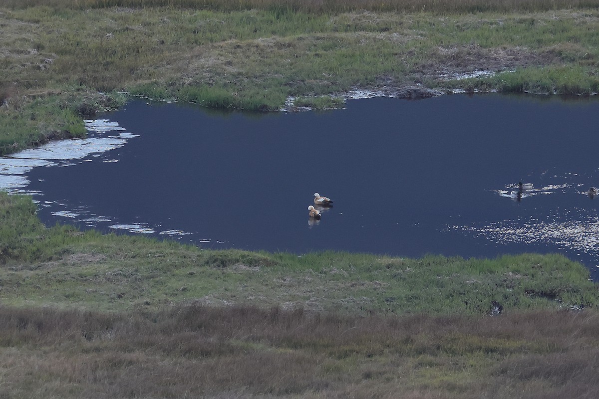 Ruddy Shelduck - ML645377403