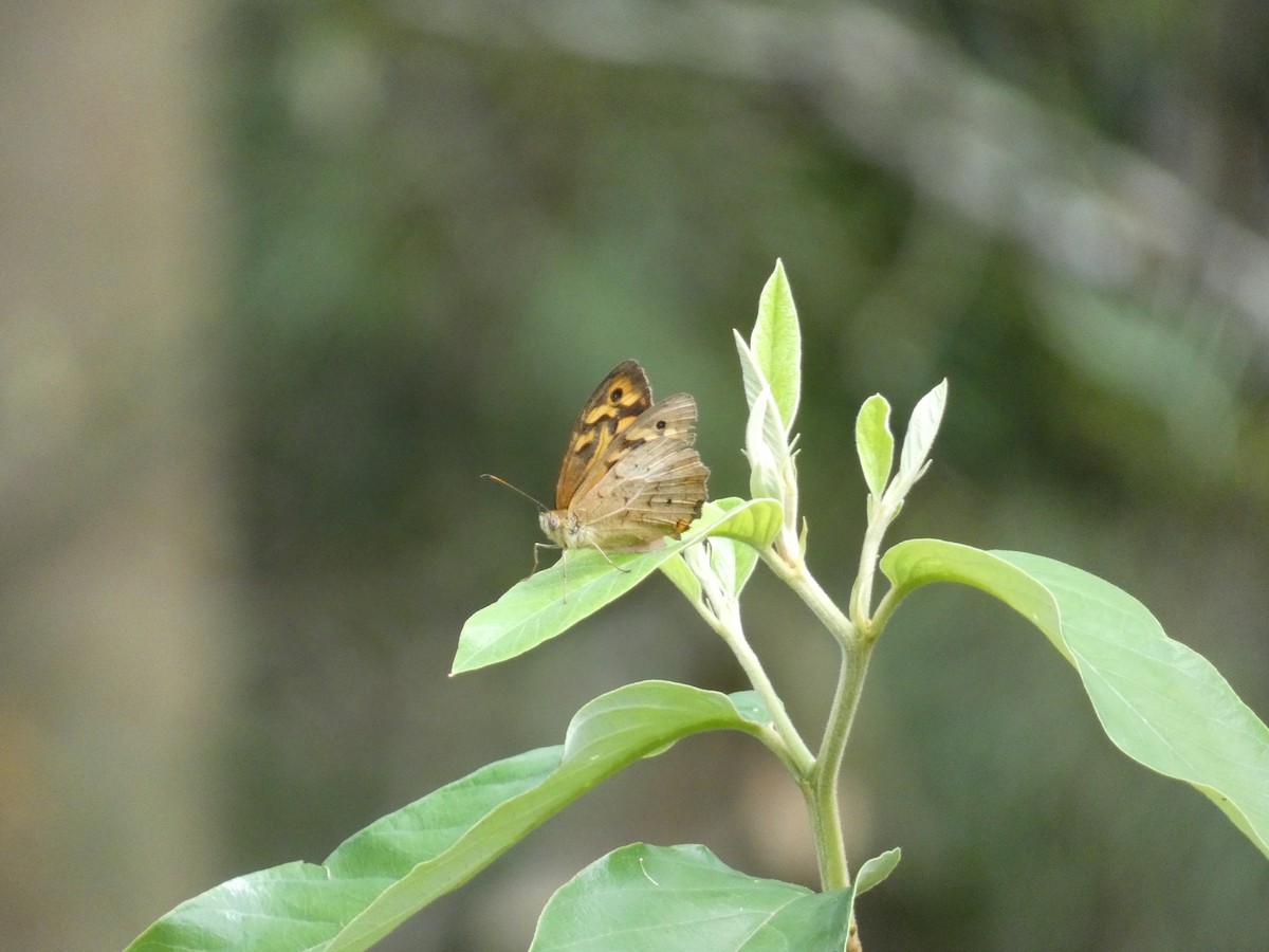 Common Brown - ML645377409