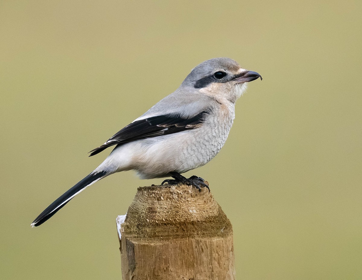 Сорокопуд північний - ML645377418
