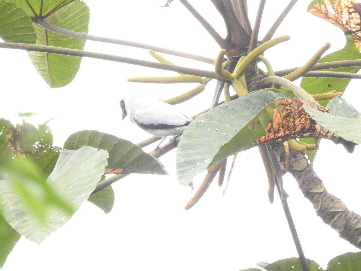 Masked Tityra - ML645377426