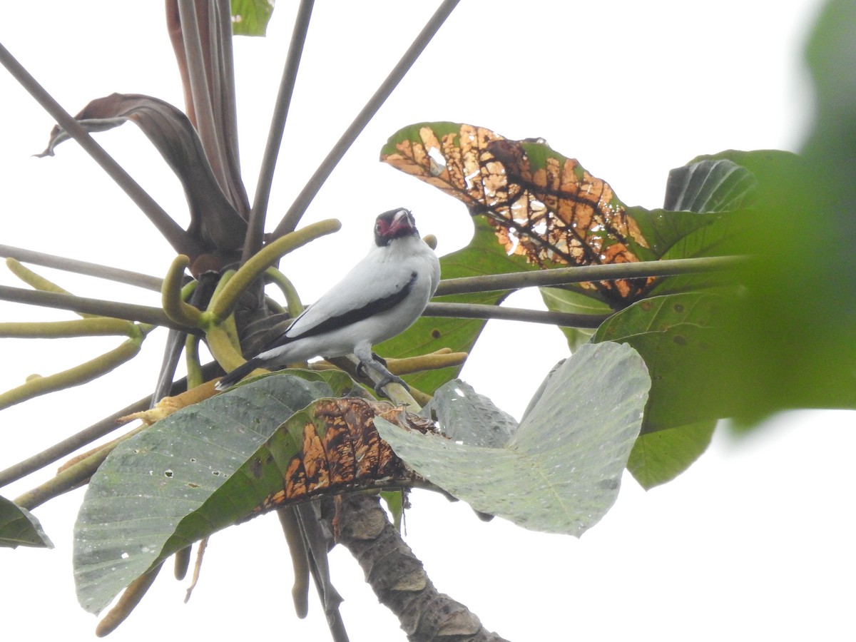 Masked Tityra - ML645377427