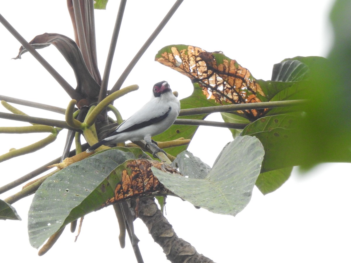 Masked Tityra - ML645377428