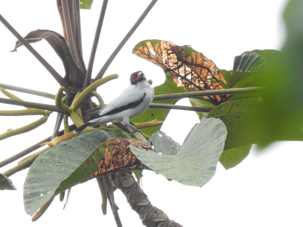 Masked Tityra - ML645377429