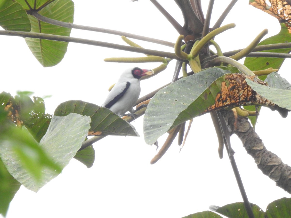 Masked Tityra - ML645377430