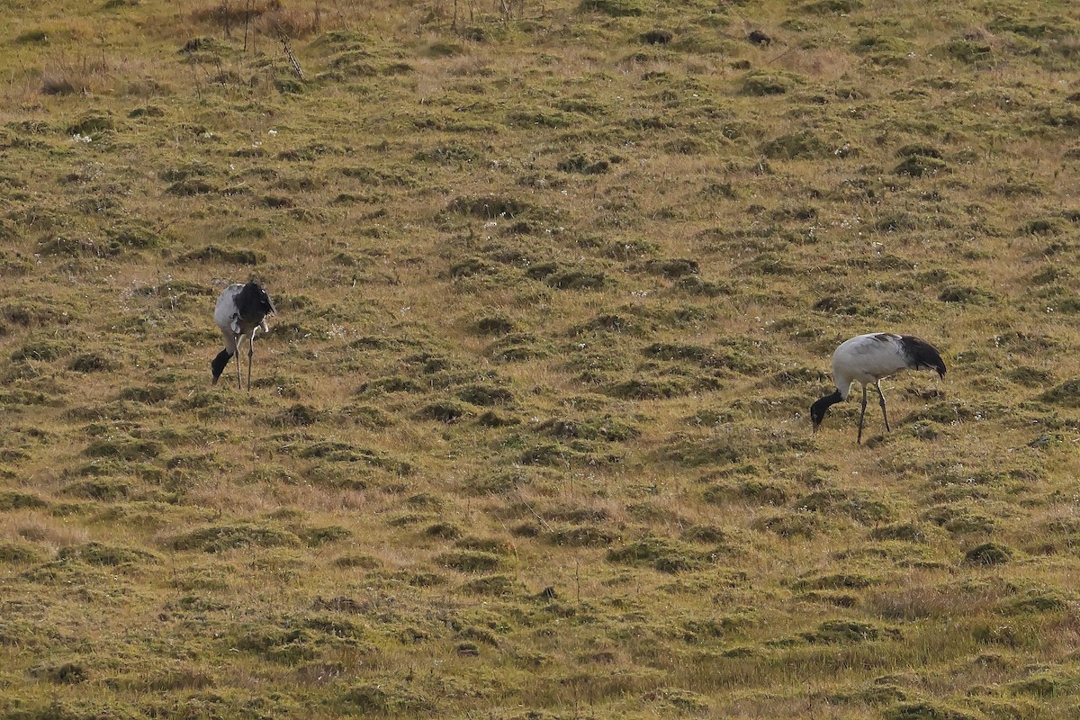 Black-necked Crane - ML645377431