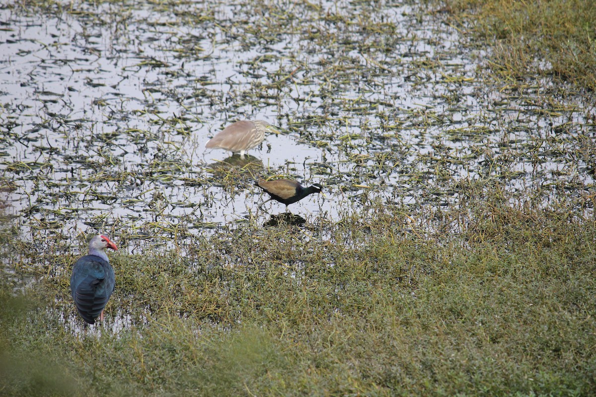 Бронзовокрылая якана - ML645377439