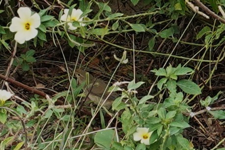 Blyth's Reed Warbler - ML645377448