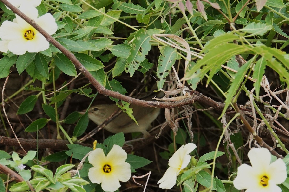 Blyth's Reed Warbler - ML645377449