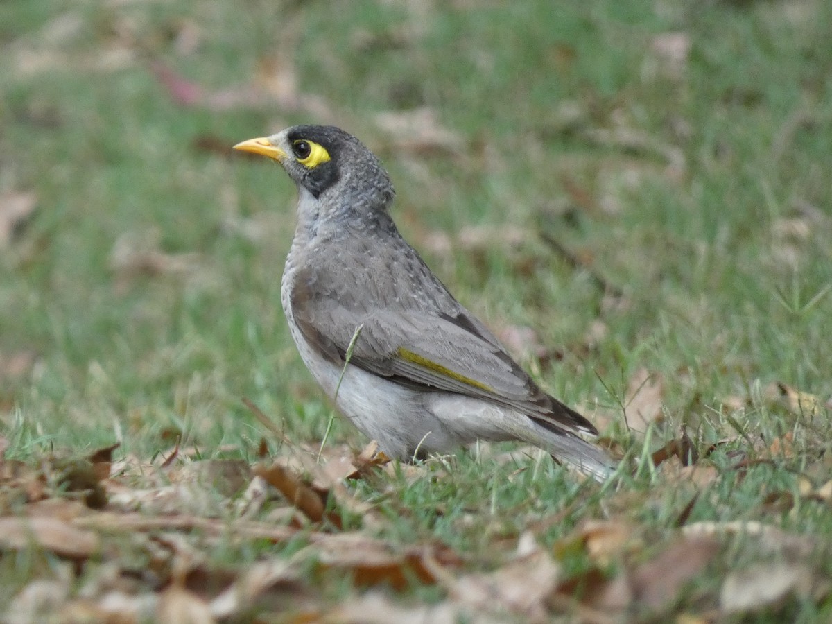 Noisy Miner - ML645377453