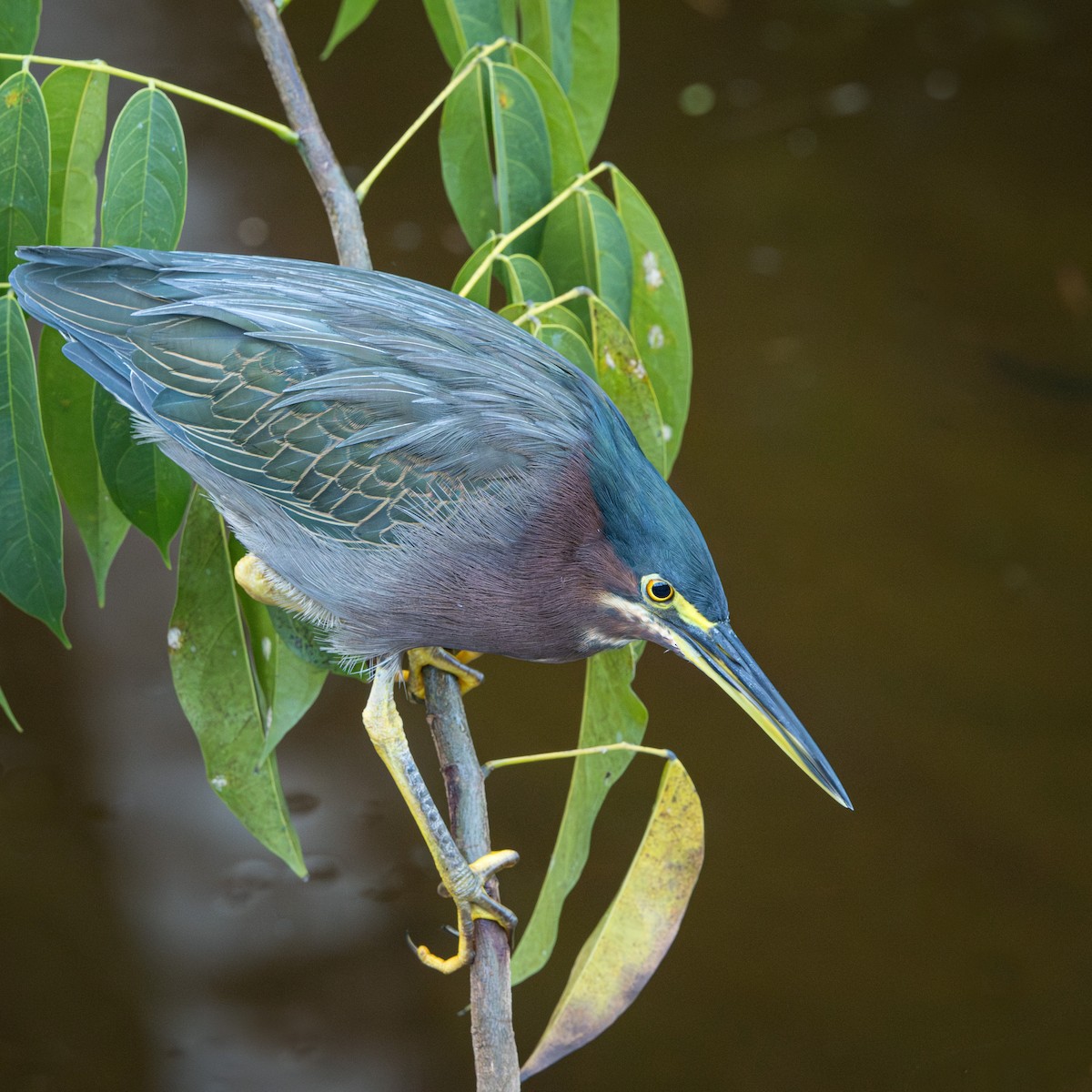 volavka zelenavá - ML645377466